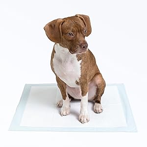 Basics Dog & Puppy Pee Pads – 100 Pack, 22x22", Leak-Proof & Quick-Dry
